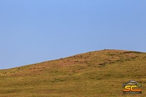 A Large Herd 